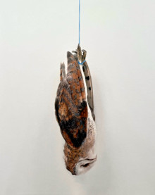 Sans titre (Chouette)