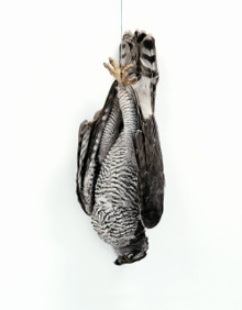 Sans titre (Autour des palombes)